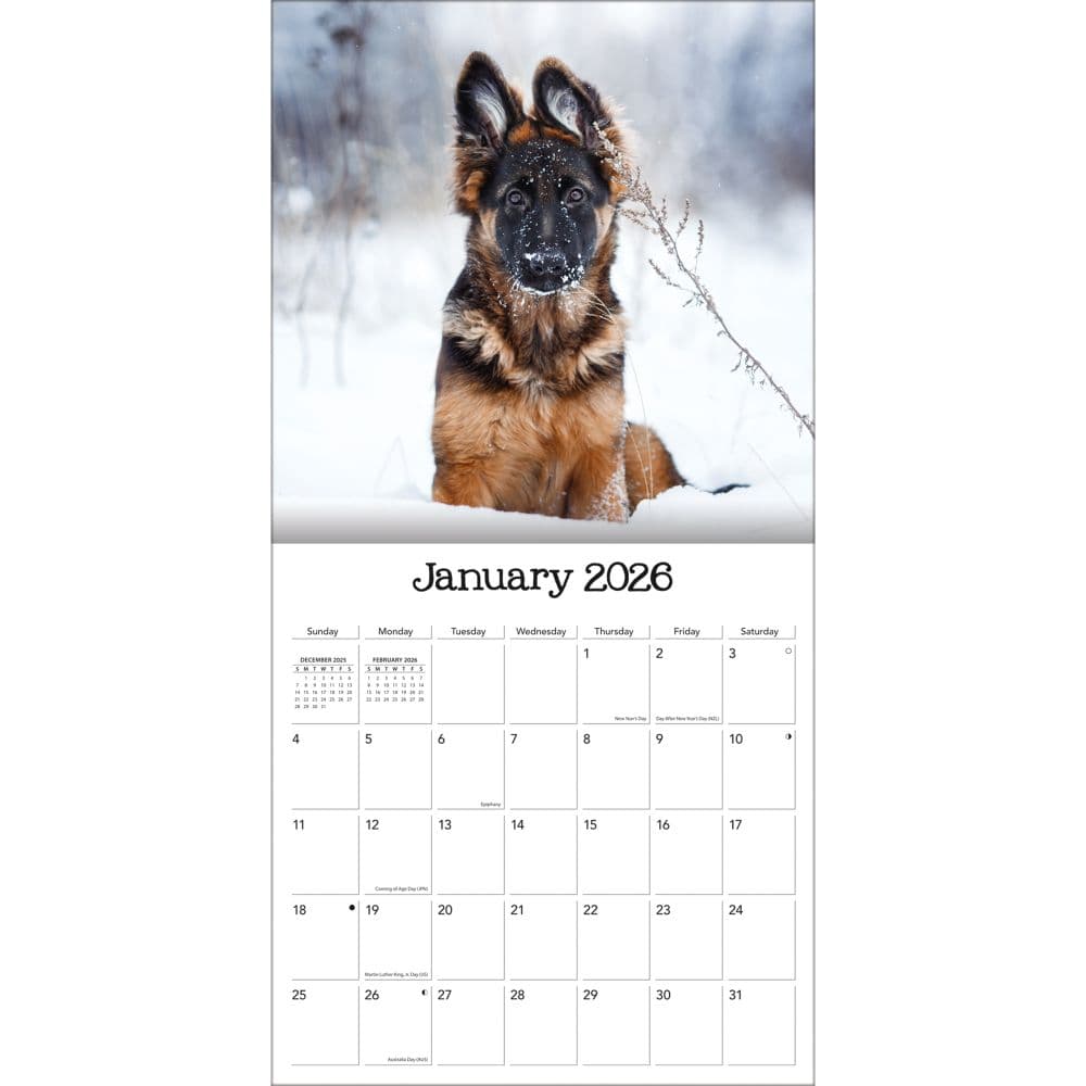 Playful Puppies 2026 Wall Calendar_ALT3