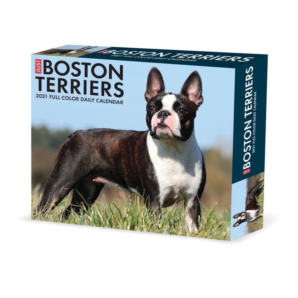 Boston Terrier Calendar 2023 Just Boston Terriers Desk Calendar