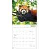 image Red Pandas 2024 Wall Calendar Third Alternate Image width=&quot;1000&quot; height=&quot;1000&quot;