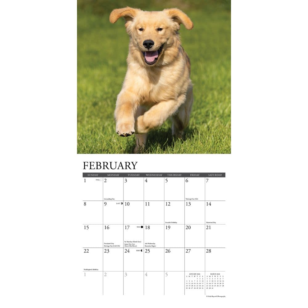 Just Goldens 2026 Mini Wall Calendar Second Alternate Image