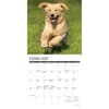 image Just Goldens 2026 Mini Wall Calendar Second Alternate Image