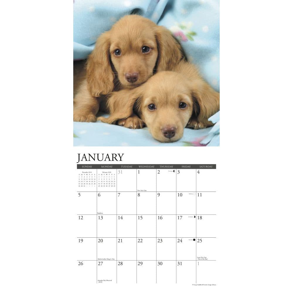 Dachshund Puppies Wall Calendar