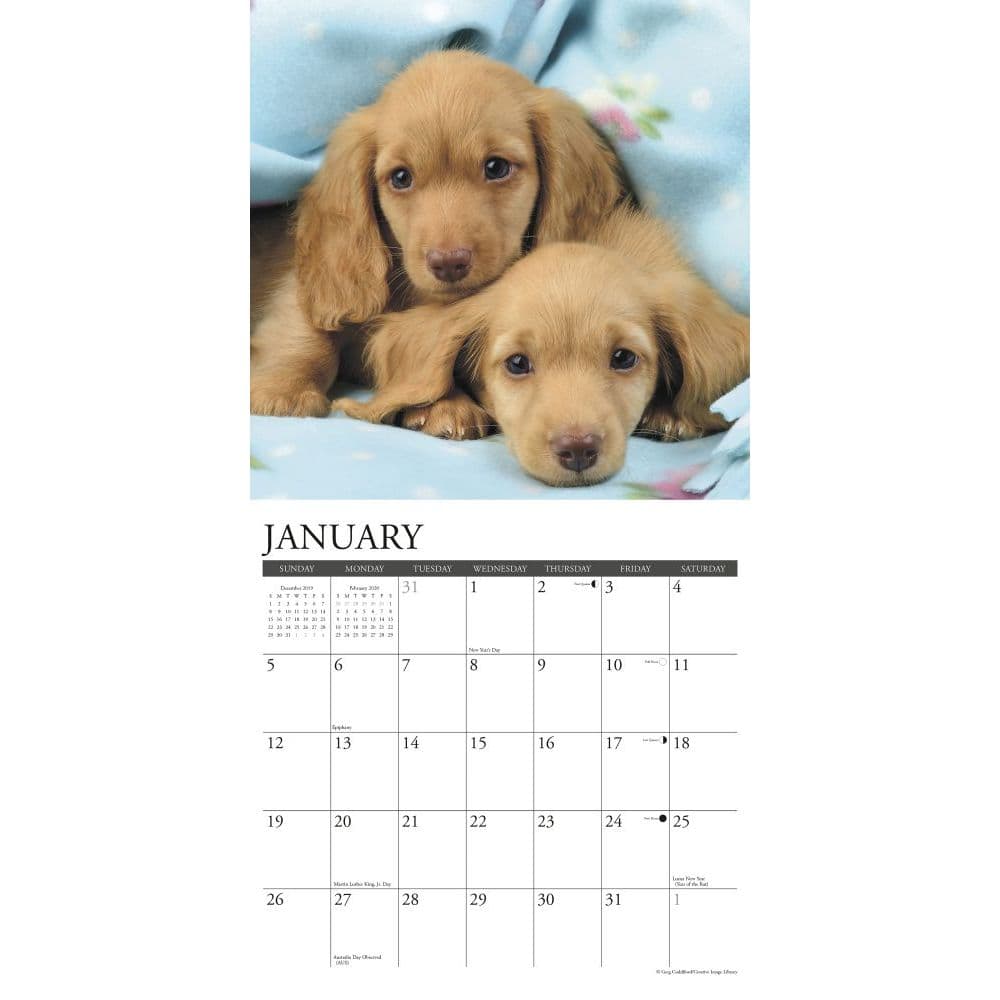 Dachshund Puppies Calendar