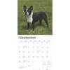 image Boston Terriers 2025 Wall Calendar Second Alternate Image width=&quot;1000&quot; height=&quot;1000&quot;