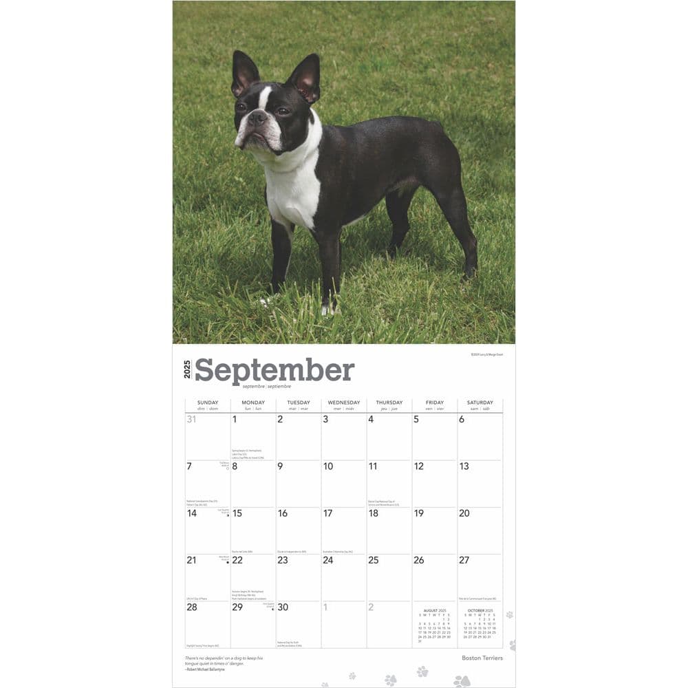 Boston Terriers 2025 Wall Calendar Second Alternate Image width=&quot;1000&quot; height=&quot;1000&quot;