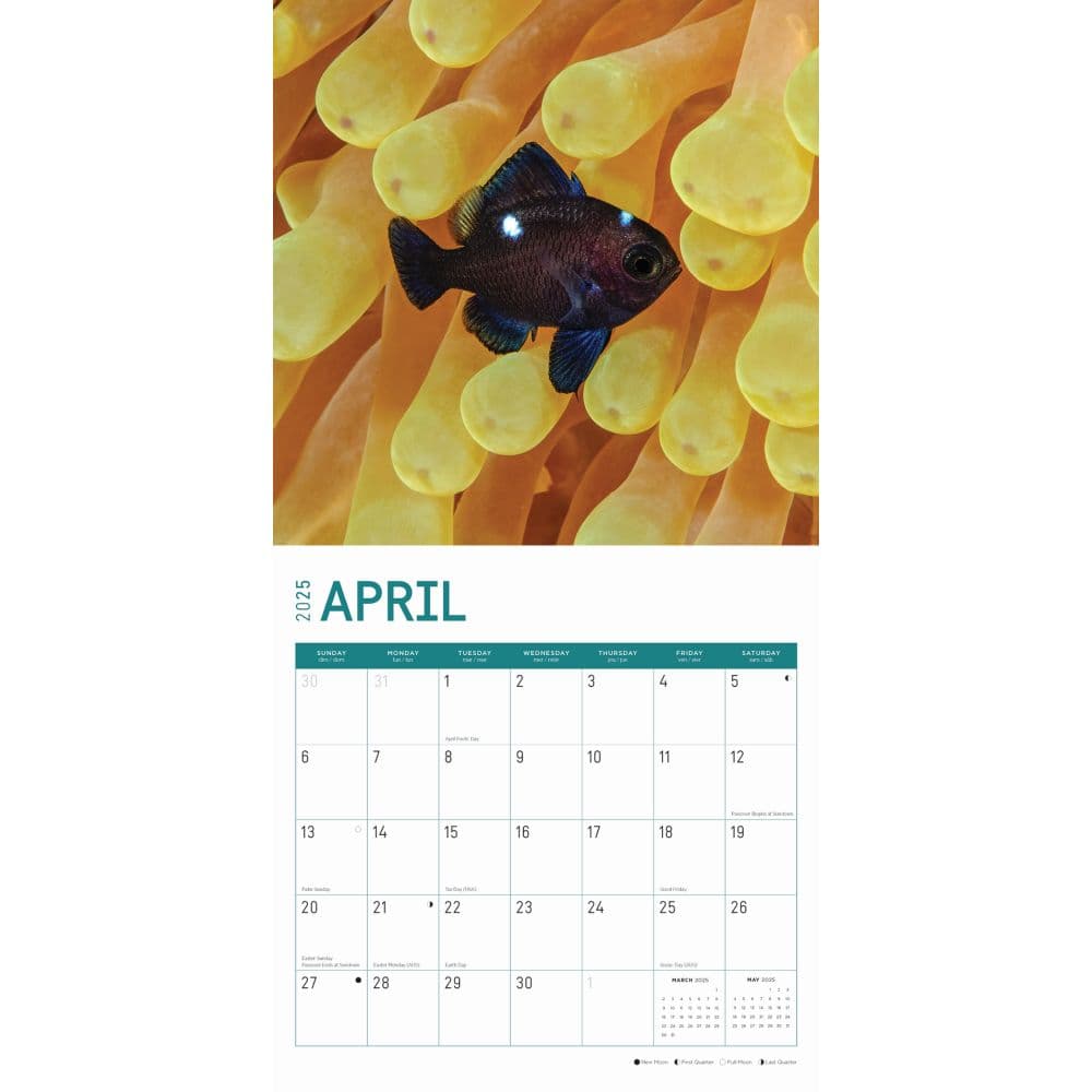 Tropical Fish 2025 Wall Calendar