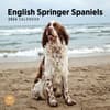 image English Springer Spaniels 2024 Wall Calendar Main Product Image width=&quot;1000&quot; height=&quot;1000&quot;
