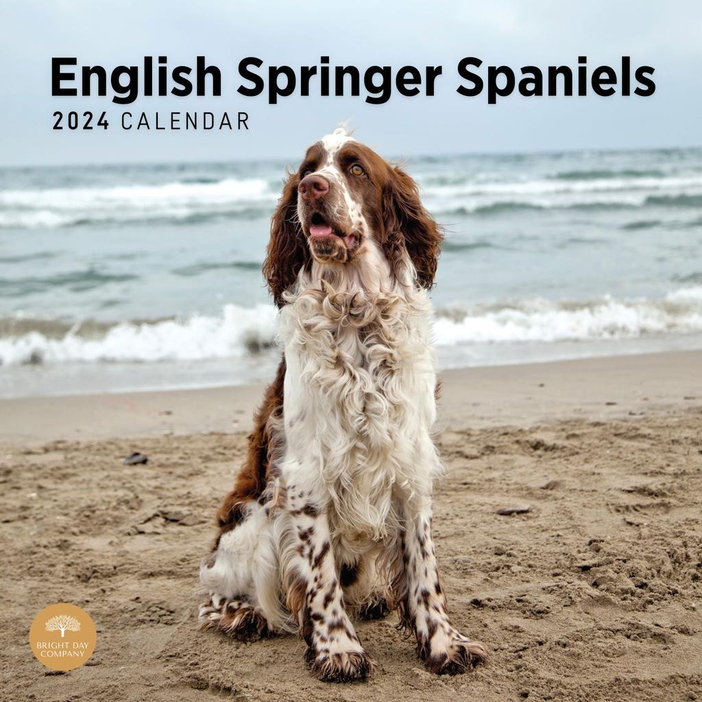 English Springer Spaniels 2024 Wall Calendar Main Product Image width=&quot;1000&quot; height=&quot;1000&quot;
