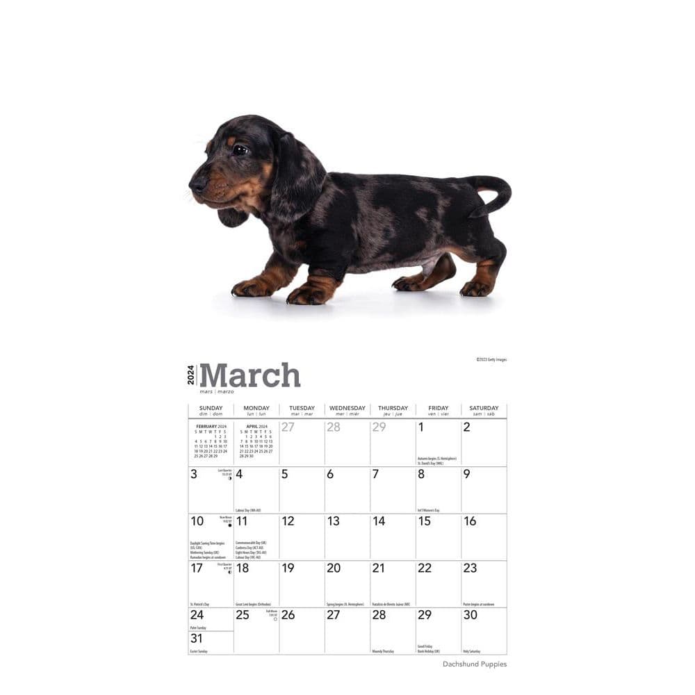 Dachshund Puppies 2024 Mini Wall Calendar