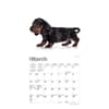image Dachshund Puppies 2024 Mini Wall Calendar Second Alternate Image width=&quot;1000&quot; height=&quot;1000&quot;