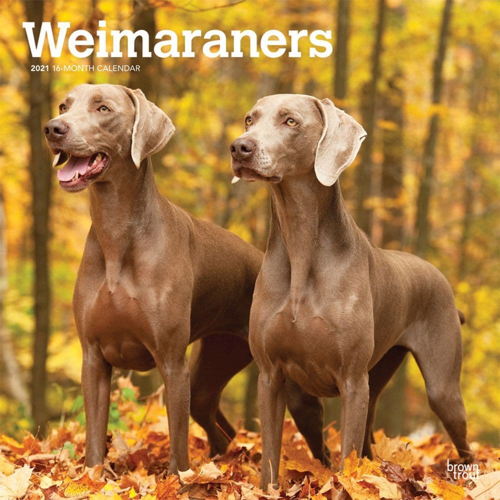 Weimaraners Wall Calendar