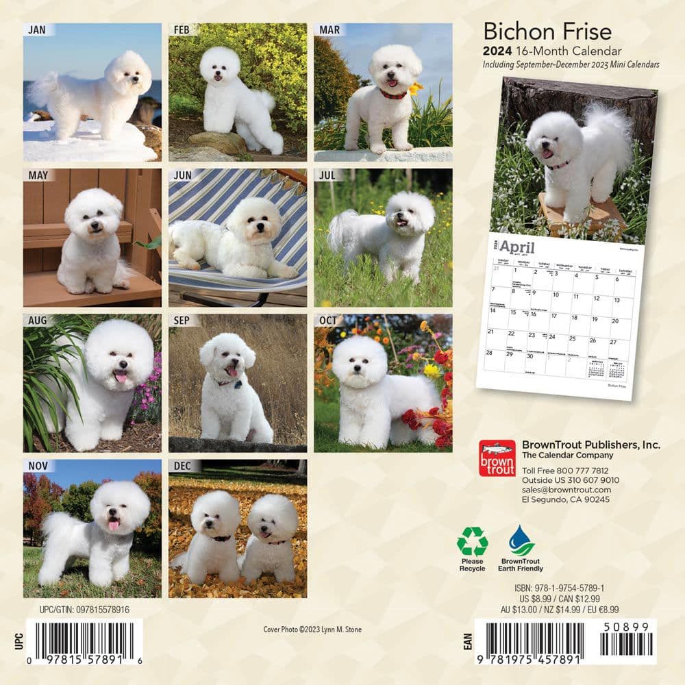 Bichon Frise 2024 Mini Wall Calendar