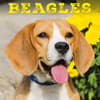 image Beagle 2026 Mini Wall Calendar Main Image