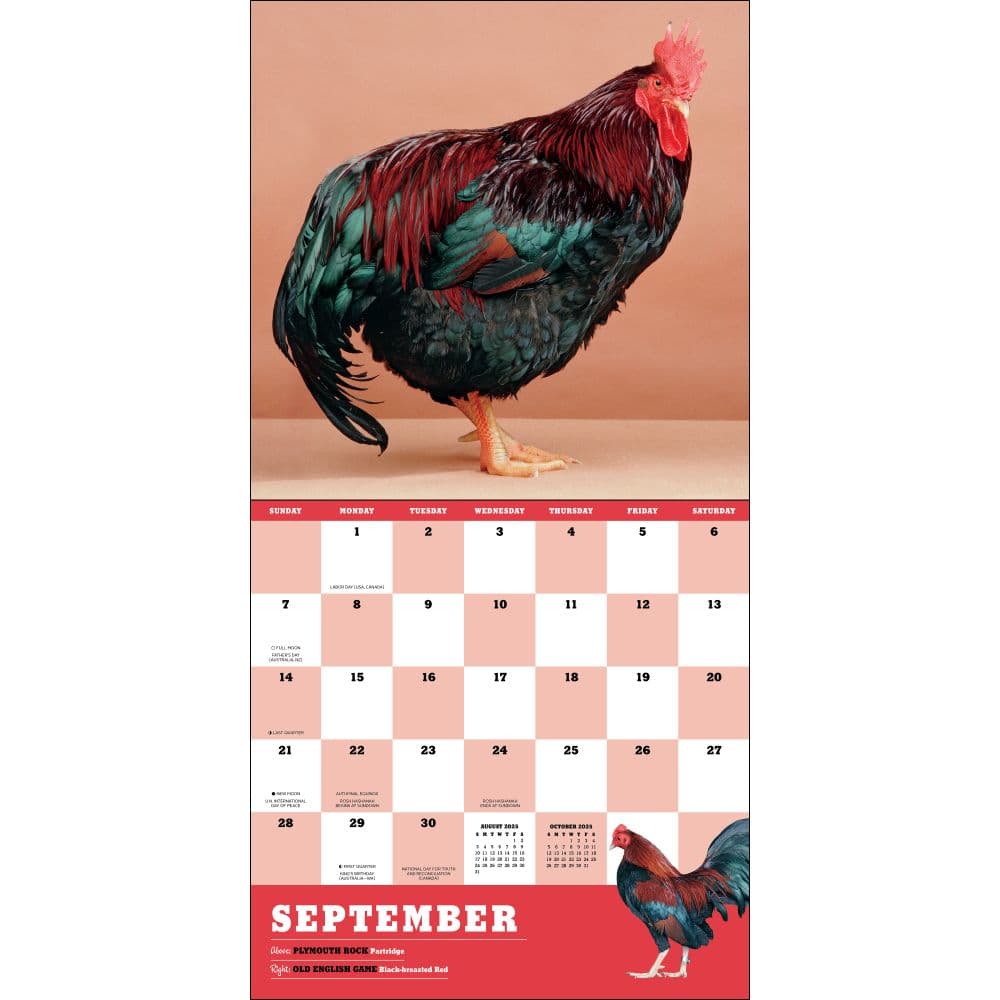 Extraordinary Chickens 2025 Wall Calendar