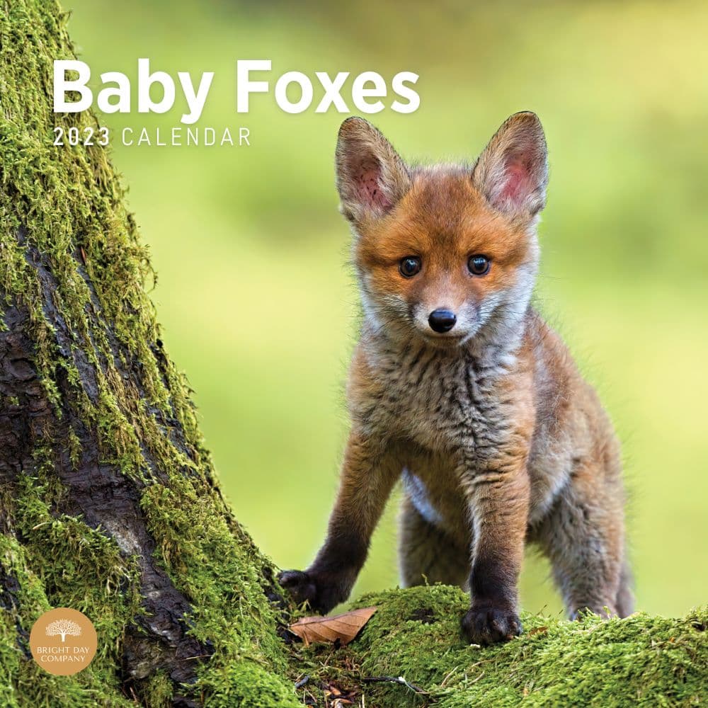 Bright Day Calendars Baby Foxes 2023 Wall Calendar