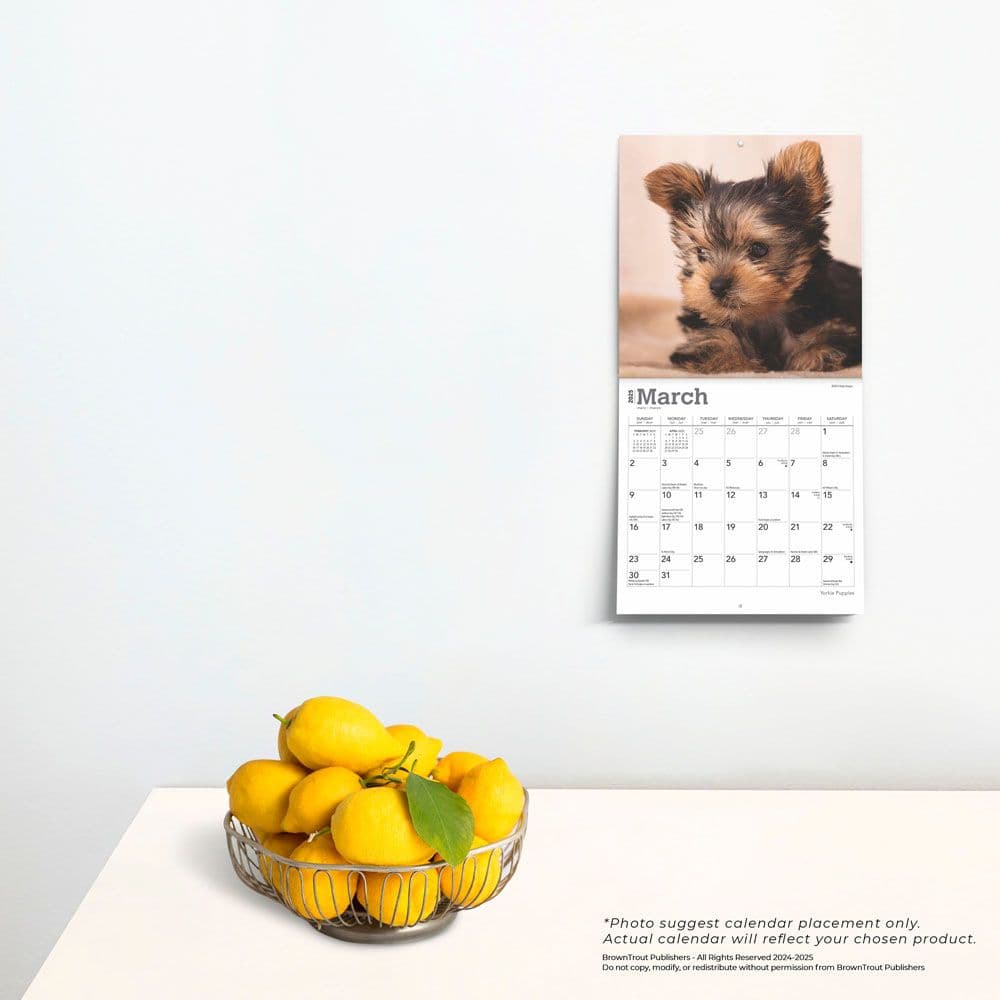 Yorkshire Terrier - Calendars.com