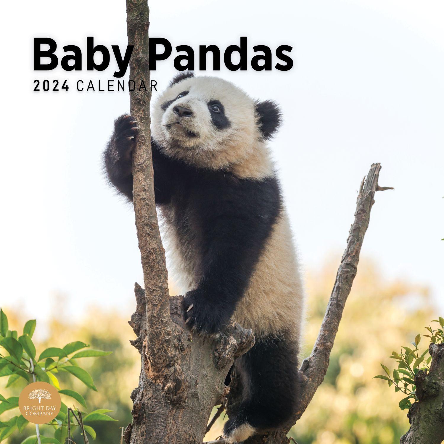 Baby Pandas 2024 Wall Calendar Calendars com