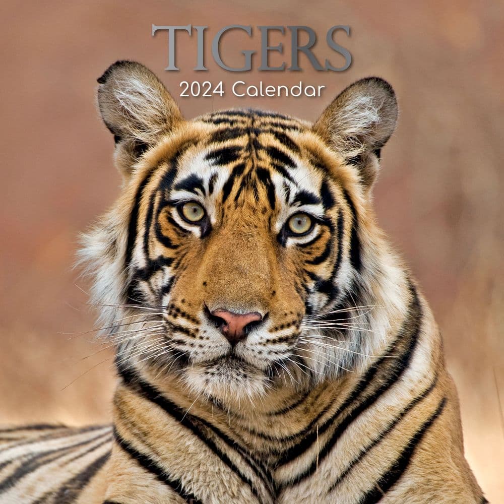 Tigers 2025 Wall Calendar