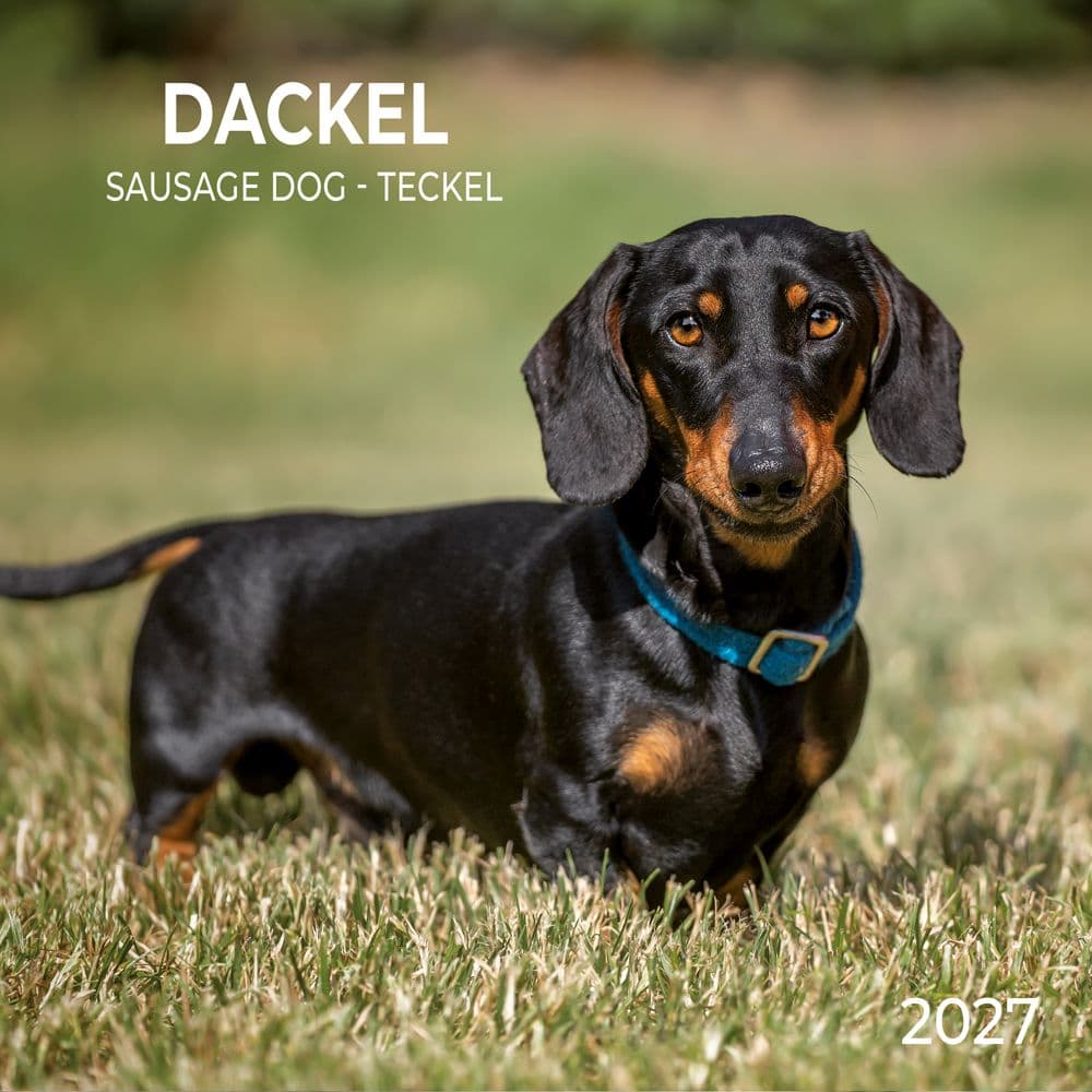 image Dachshunds 2027 Wall Calendar Main Product Image