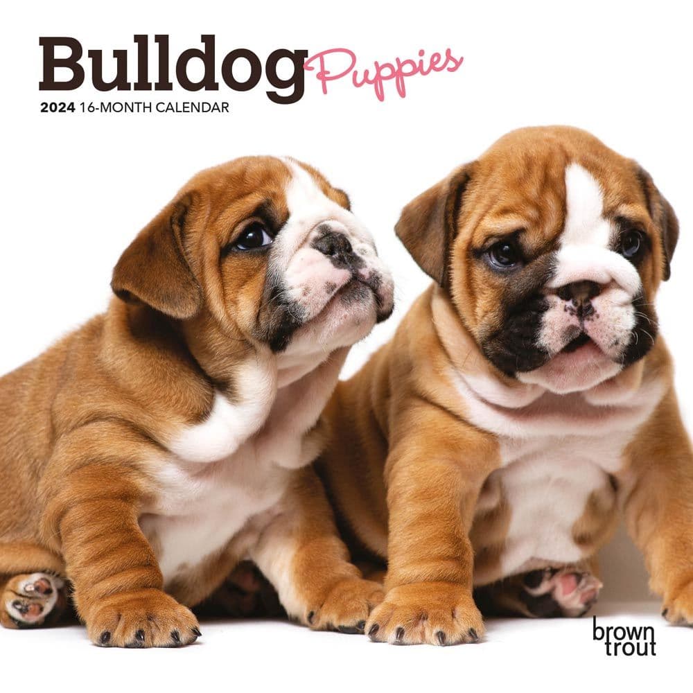 Bulldog Puppies 2024 Mini Wall Calendar