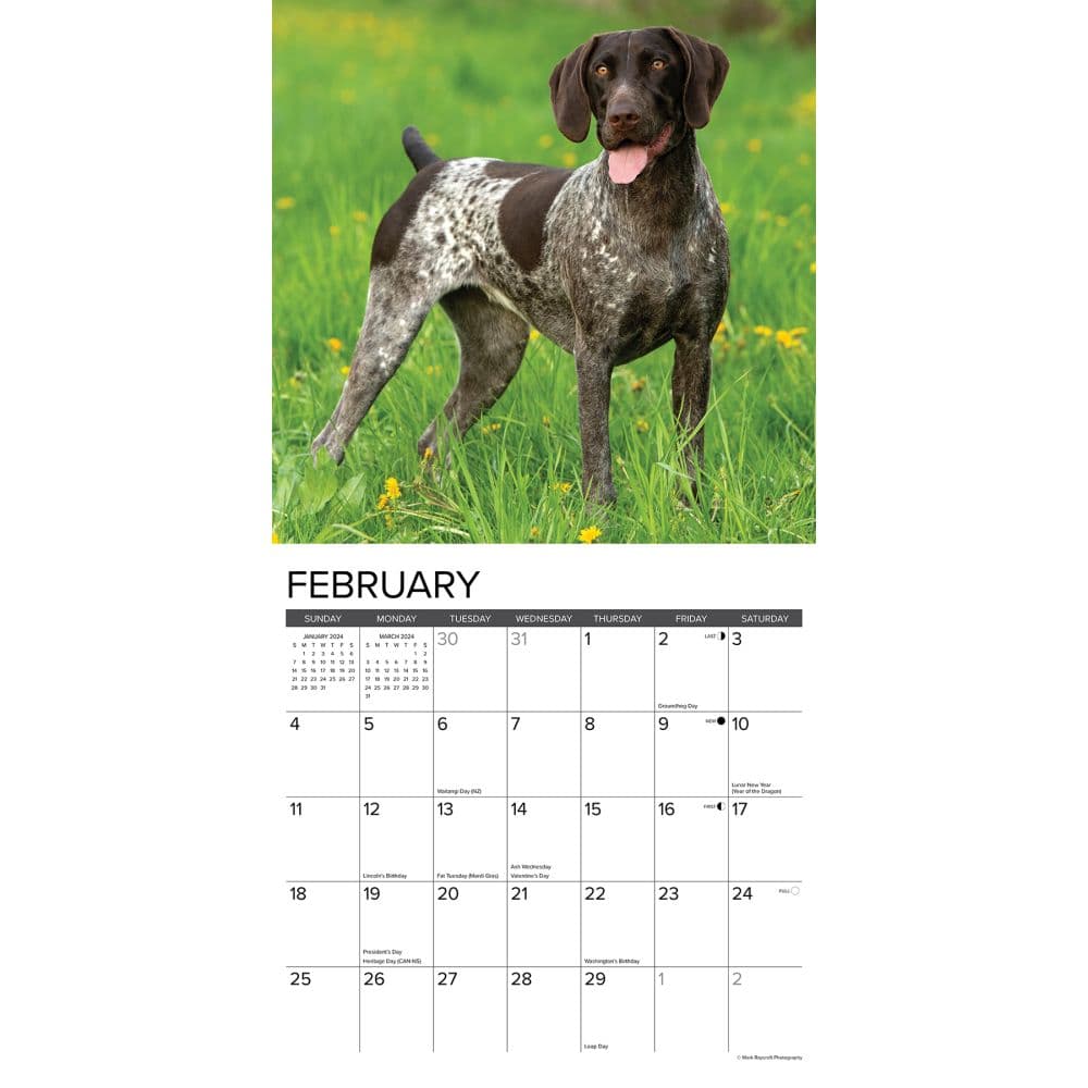 Just German Shorthair Pointers 2024 Wall Calendar - Calendars.com