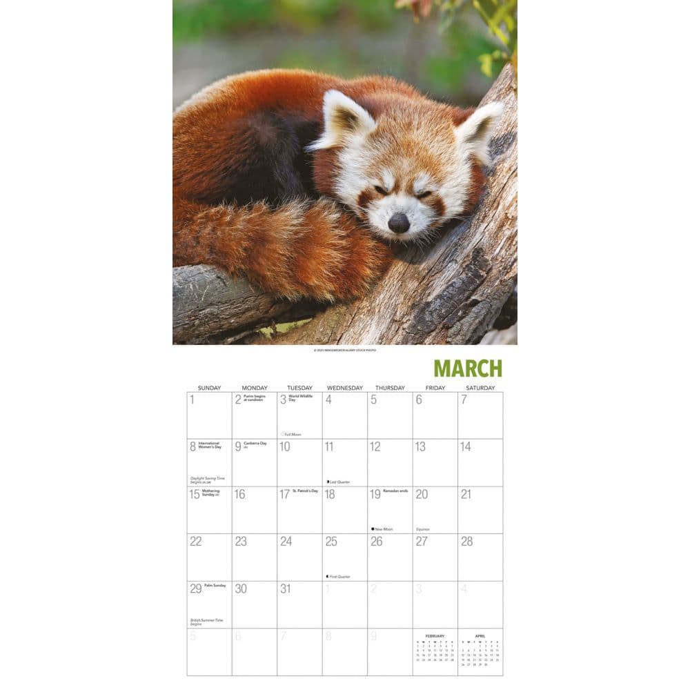 Red Pandas 2026 Wall Calendar Second Alternate Image