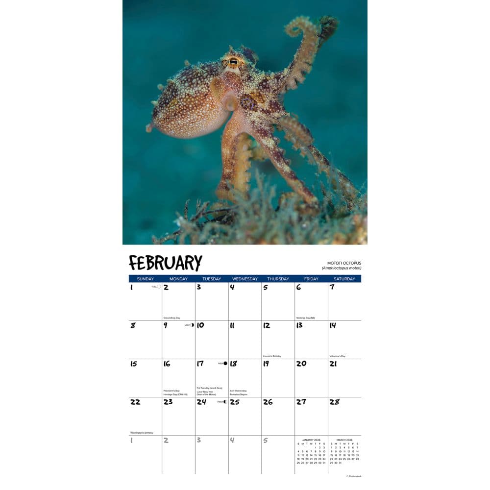 Octopus 2026 Wall Calendar Second Alternate Image