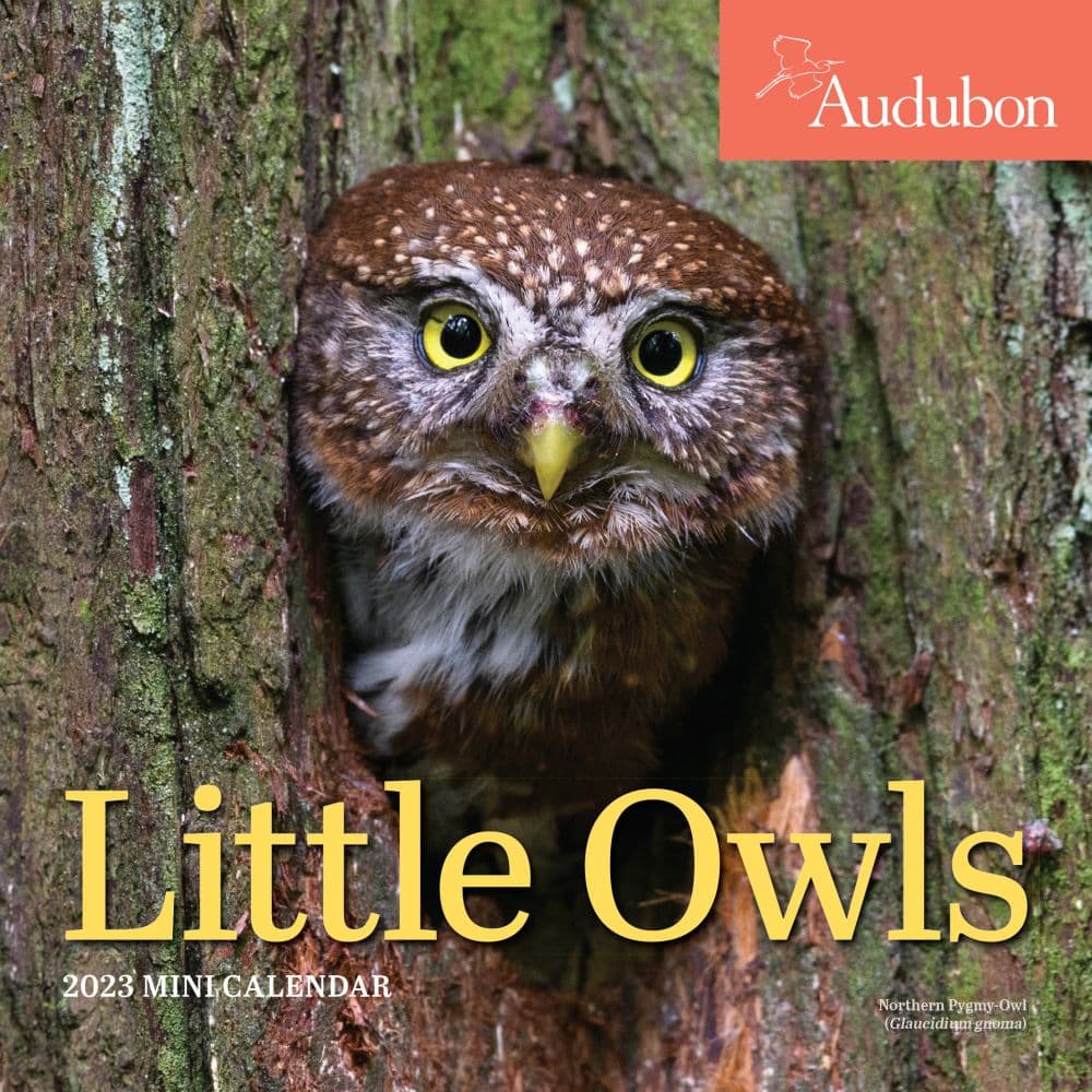 Workman Publishing Audubon Little Owls 2023 Mini Wall Calendar