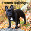 image French Bulldogs 2024 Mini Wall Calendar Main Product Image width=&quot;1000&quot; height=&quot;1000&quot;