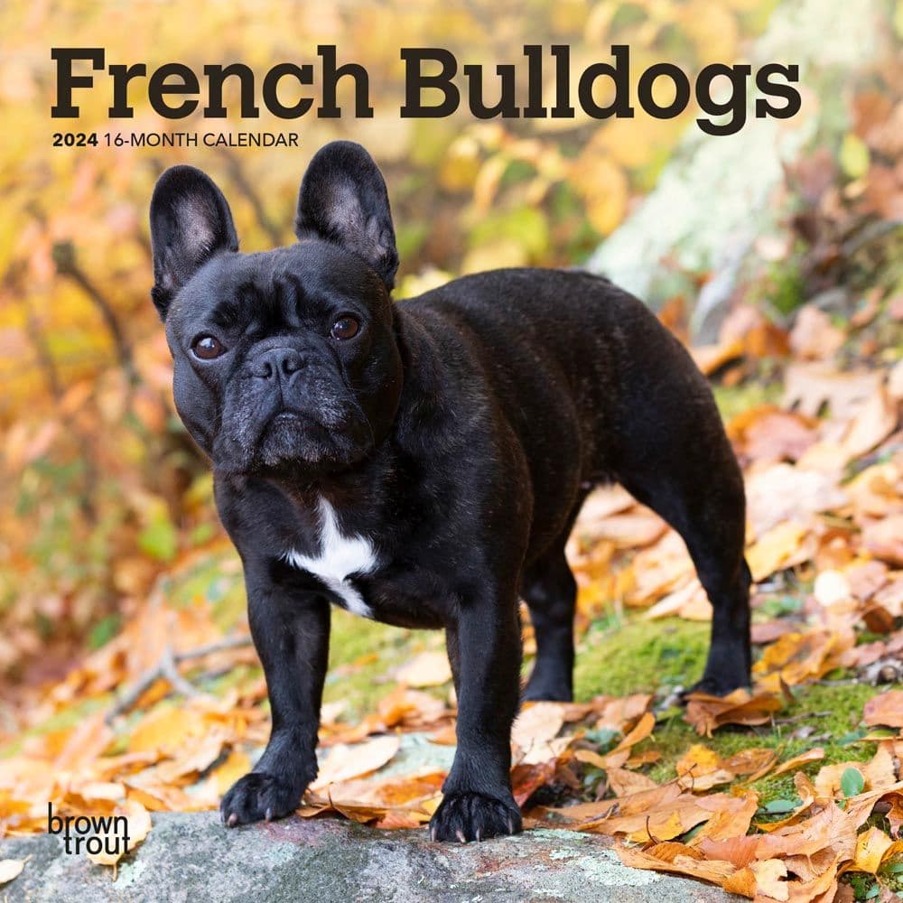 French Bulldogs 2024 Mini Wall Calendar Main Product Image width=&quot;1000&quot; height=&quot;1000&quot;