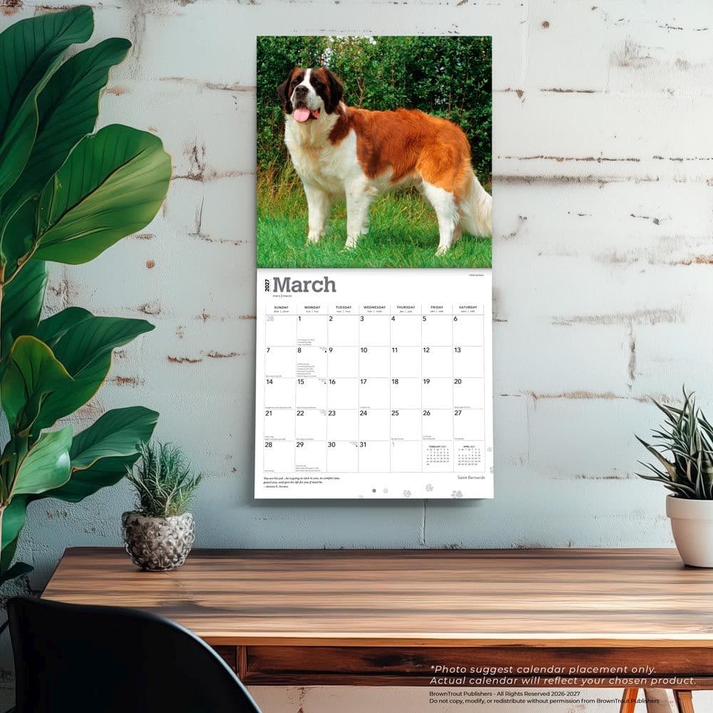 Saint Bernards 2027 Wall Calendar Fourth Alternate Image