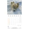 image Polar Bears 2024 Wall Calendar (French) Alt2