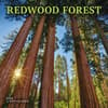 image Redwood Forest 2026 Wall Calendar Main Image