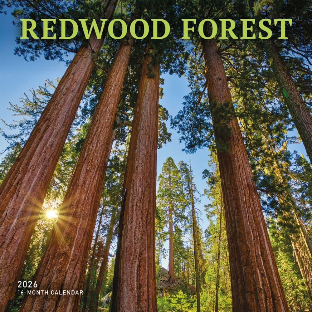 image Redwood Forest 2026 Wall Calendar Main Image