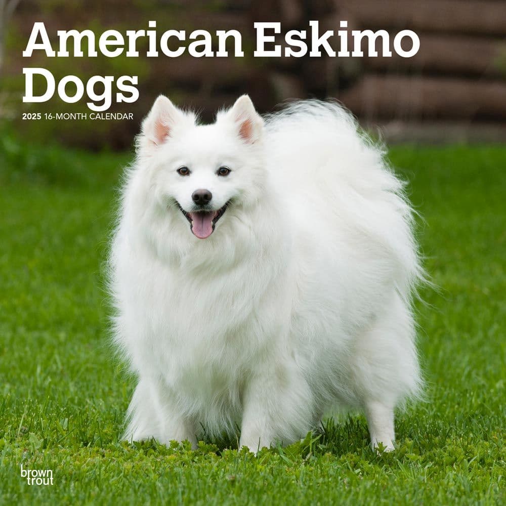 American Eskimo Dogs 2025 Wall Calendar