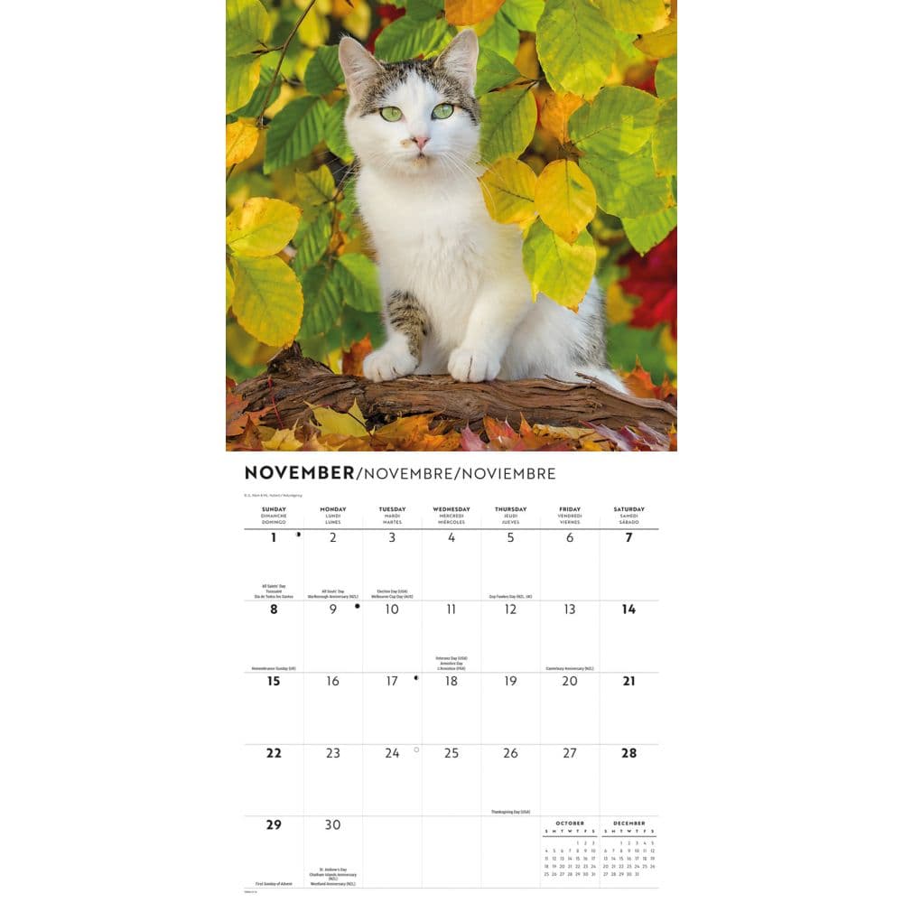 Love of Cats 2026 Wall Calendar Fourth Alternate Image