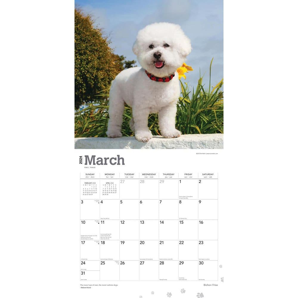 Bichon Frise 2024 Wall Calendar