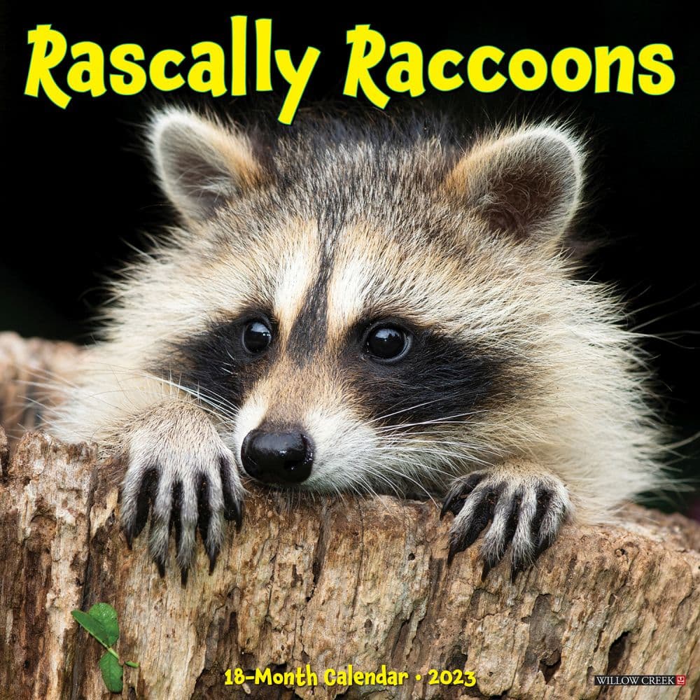 Rascally Raccoons 2023 Wall Calendar