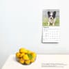 image Chihuahua Puppies 2025 Mini Wall Calendar