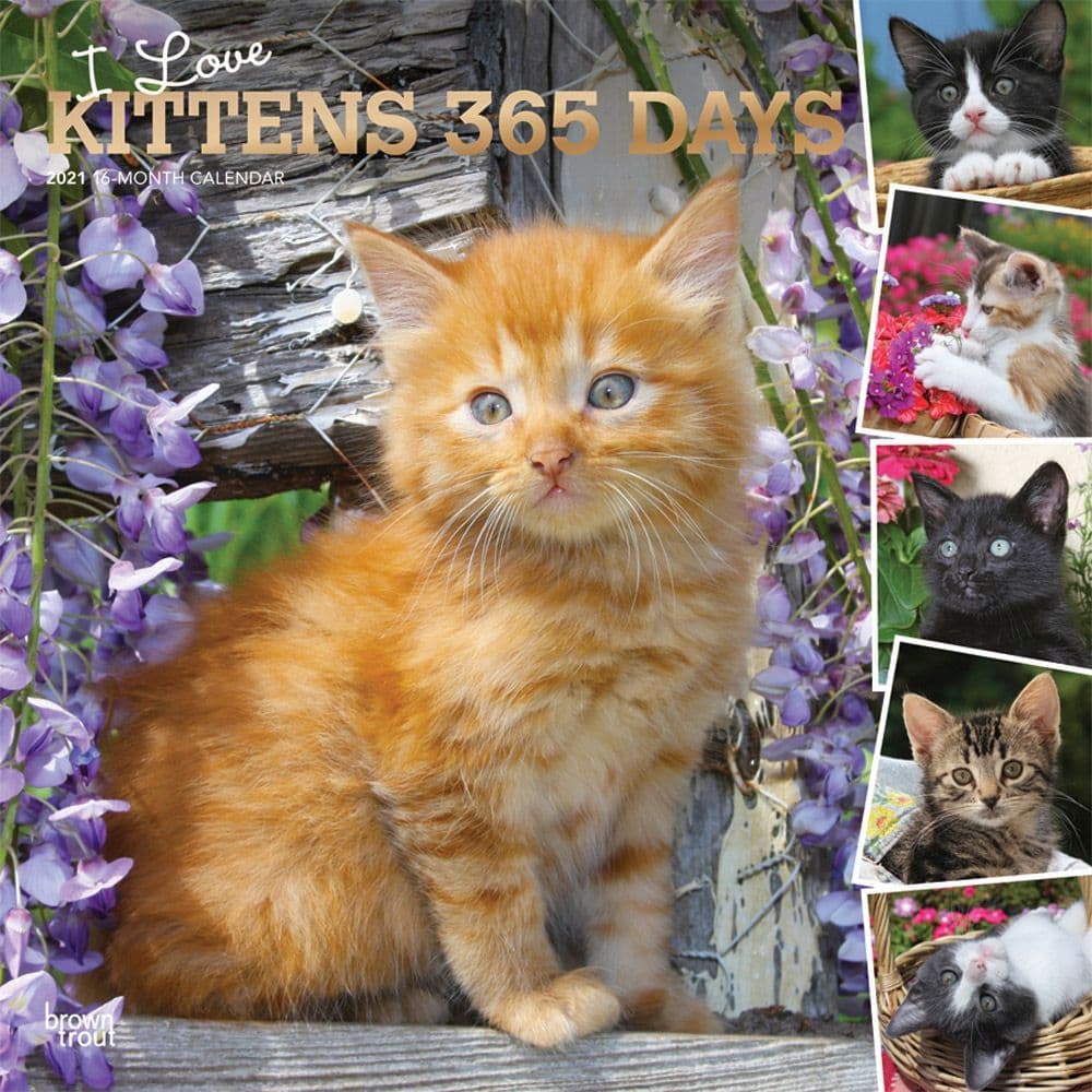 Kittens 365 Days Wall Calendar