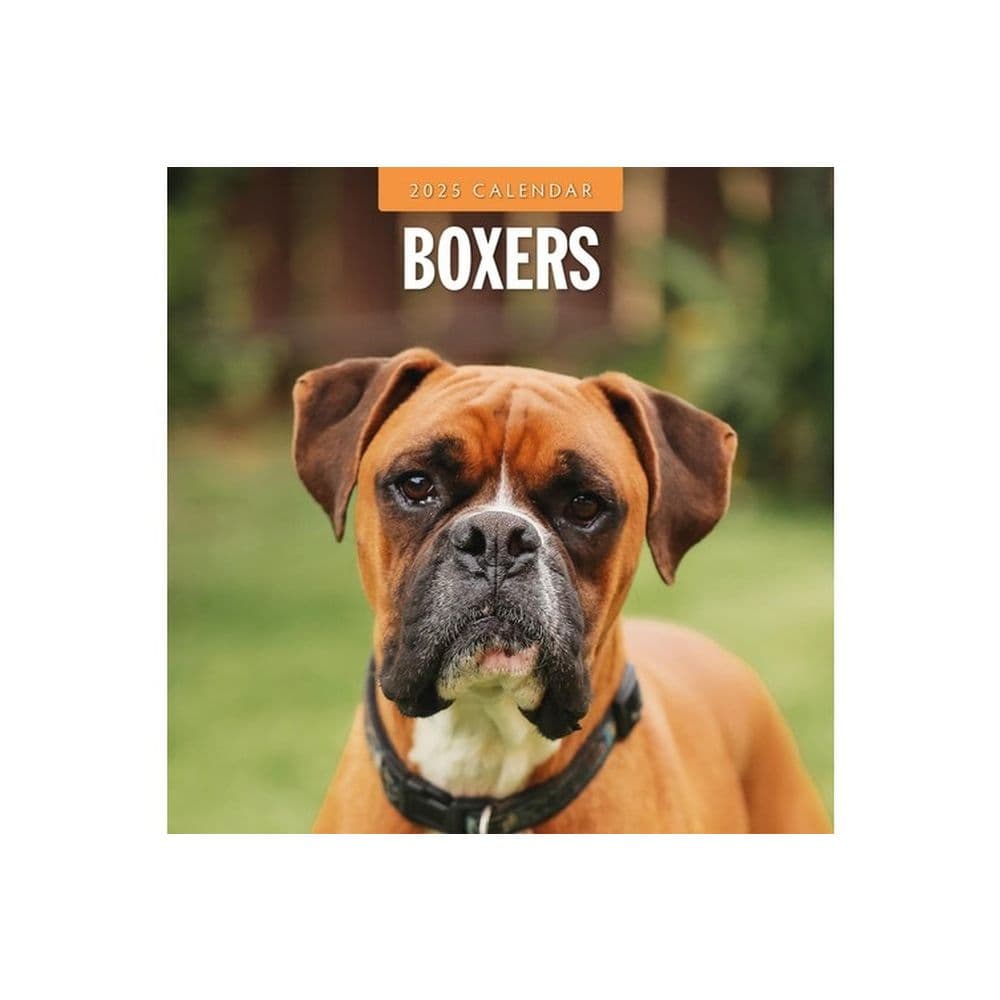 Boxers 2025 Wall Calendar Main Image