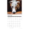 image Whippets 2026 Wall Calendar Second Alternate Image