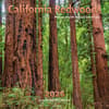 image California Redwoods 2025 Wall Calendar Main Image