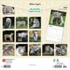 image White Tigers 2025 Wall Calendar First Alt