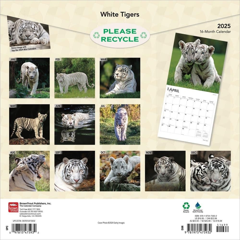 White Tigers 2025 Wall Calendar First Alt