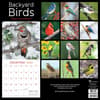 image Backyard Birds 2024 Wall Calendar First Alternate Image width="1000" height="1000"