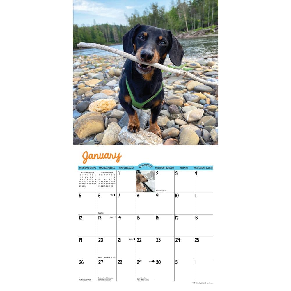 Crusoe the Celebrity Dachshund 2025 Mini Wall Calendar