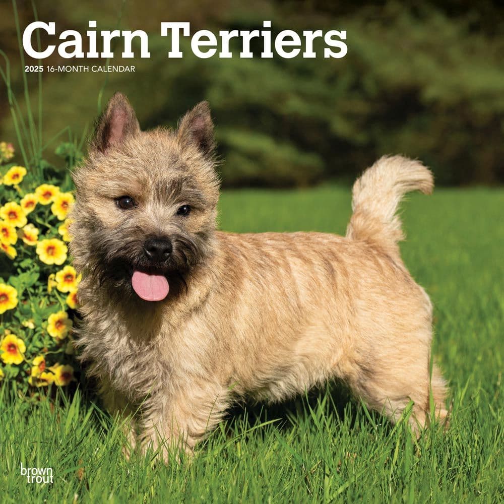 Cairn Terriers 2025 Wall Calendar