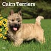 image Cairn Terriers 2025 Wall Calendar Main Product Image width=&quot;1000&quot; height=&quot;1000&quot;