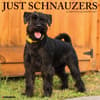 image Just Schnauzers 2025 Wall Calendar Main Image